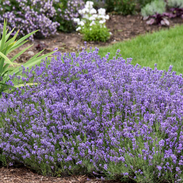 Lavandula angustifolia 'Munstead'