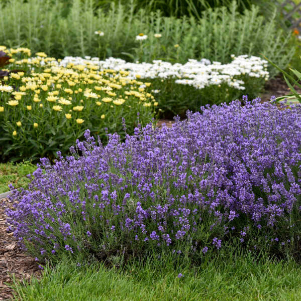 Lavandula angustifolia 'Munstead'