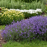 Lavandula angustifolia 'Munstead'