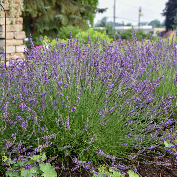 Lavandula x intermedia 'PHENOMENAL®'