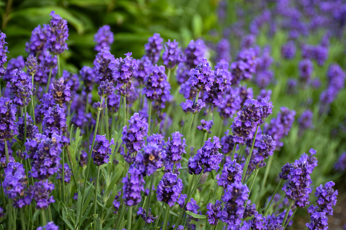 Lavandula angustifolia 'Sweet Romance®'