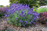 Lavandula angustifolia 'Sweet Romance®'