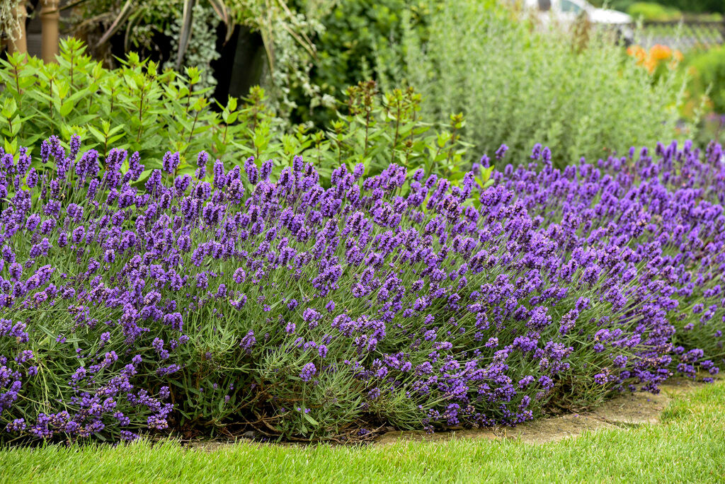 Lavandula angustifolia 'Sweet Romance®'