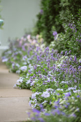 Lavandula angustifolia 'Sweet Romance®'