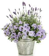 Lavandula angustifolia 'Sweet Romance®'