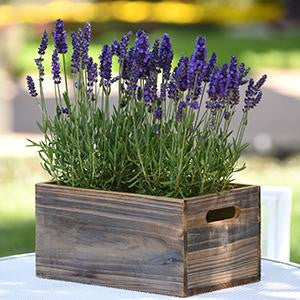 Lavender 'Blue Spear' (Herb)