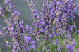 Lavender - Munstead (Herb)