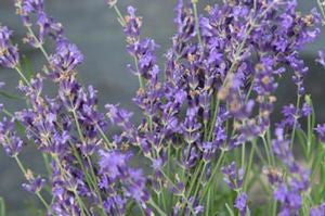 Lavender - Munstead (Herb)