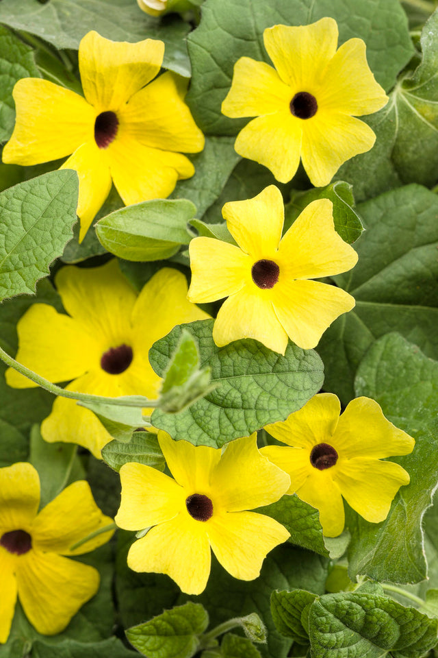 Thunbergia alata 'Lemon A-Peel®'