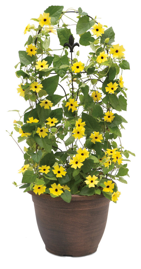 Thunbergia alata 'Lemon A-Peel®