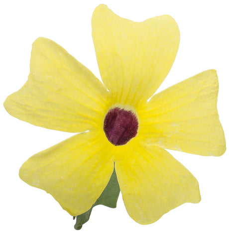 Thunbergia alata 'Lemon A-Peel® flower