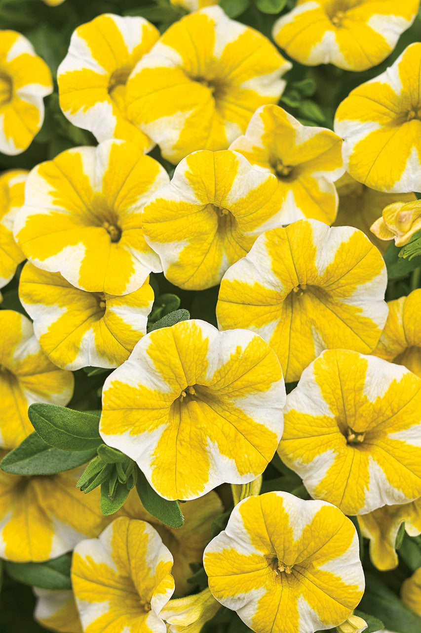 Calibrachoa hybrid 'Superbells® Lemon Slice®' – Romence Gardens