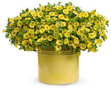 Calibrachoa hybrid 'Superbells® Lemon Slice®' in decorative pot