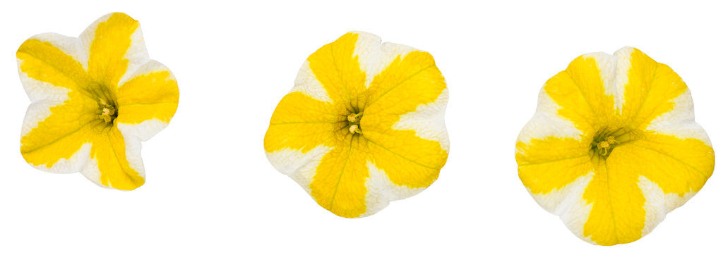 Calibrachoa hybrid 'Superbells® Lemon Slice®' flowers