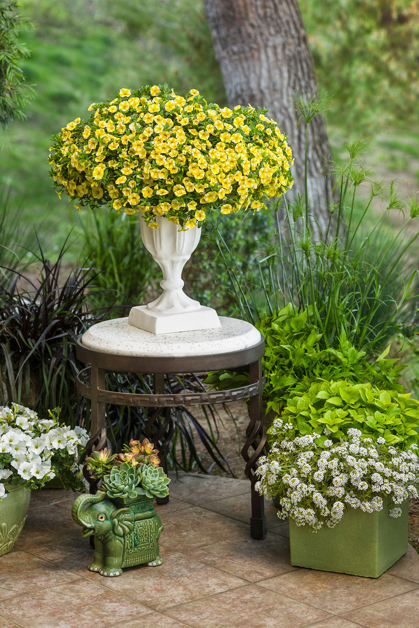 Calibrachoa hybrid 'Superbells® Lemon Slice®' – Romence Gardens