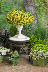 Calibrachoa hybrid 'Superbells® Lemon Slice®'