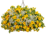 Calibrachoa hybrid 'Superbells® Lemon Slice®' combination