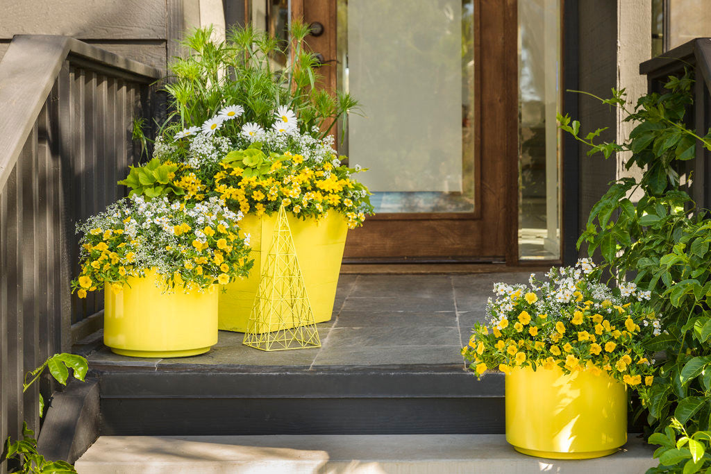 Calibrachoa hybrid 'Superbells® Lemon Slice®' – Romence Gardens