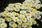 Leucanthemum x superbum 'Banana Cream II'