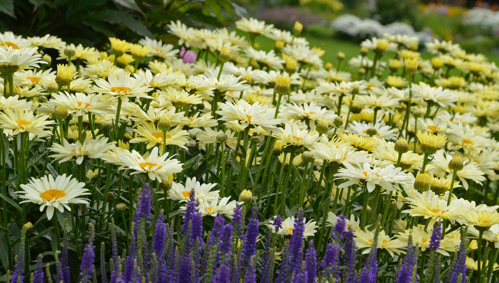 Leucanthemum x superbum 'Banana Cream II'