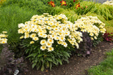 Leucanthemum x superbum 'Banana Cream II'