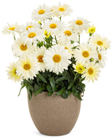 Leucanthemum x superbum 'Banana Cream II'