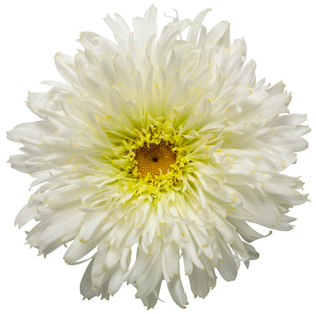 Leucanthemum x superbum AMAZING DAISIES® 'Marshmallow'