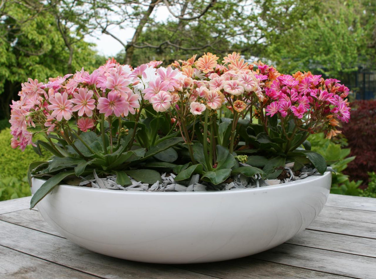 Lewisia cotyledon 'Elise Mix'