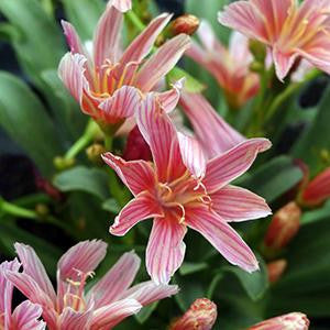 Lewisia longipetala 'Little Plum'