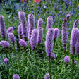 Liatris spicata 'Kobold Original'