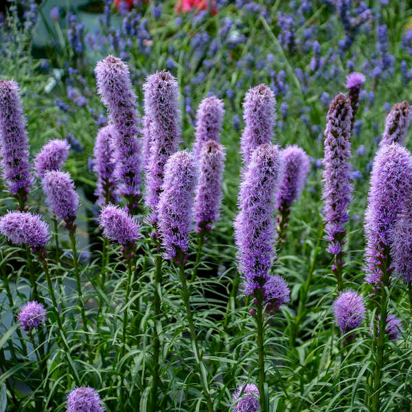 Liatris spicata 'Kobold Original' – Romence Gardens & Greenhouses