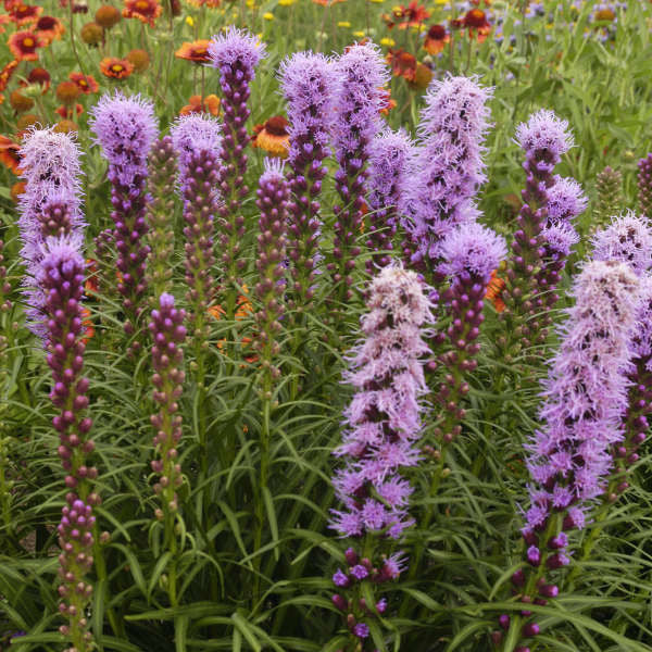 Liatris spicata 'Kobold Original' – Romence Gardens & Greenhouses