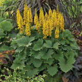 Ligularia 'Bottle Rocket'