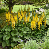 Ligularia 'Bottle Rocket'