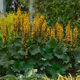 Ligularia 'Bottle Rocket'