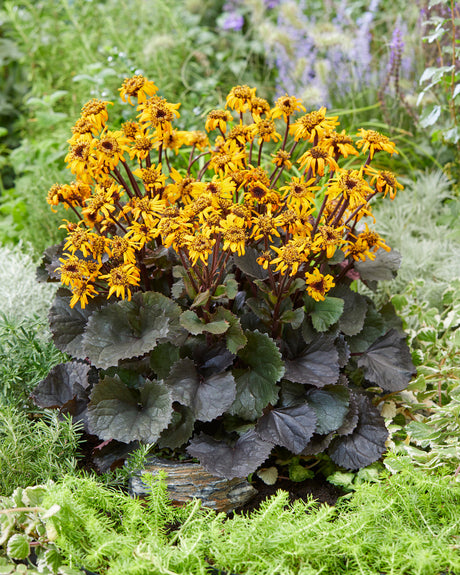 Ligularia dentata 'Pandora'