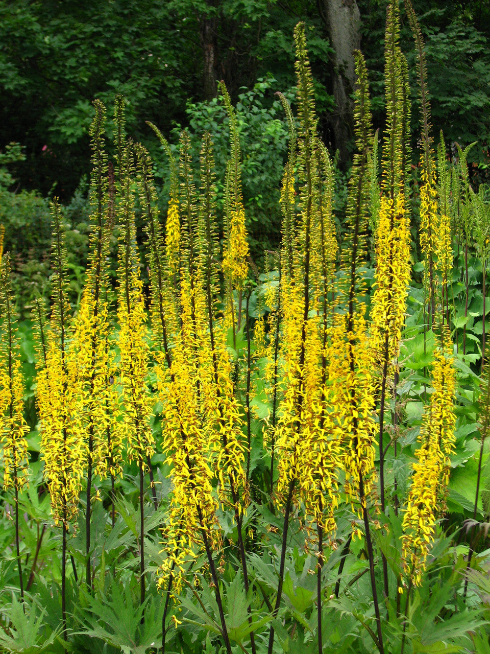 Ligularia przewalskii