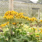 Ligularia 'Tractor Seat'