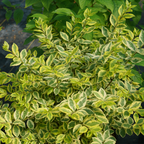 Ligustrum Privet 'Good Vibrations®'