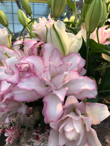 Lily Oriental Rose Lily™ 'Anouska' – Romence Gardens & Greenhouses