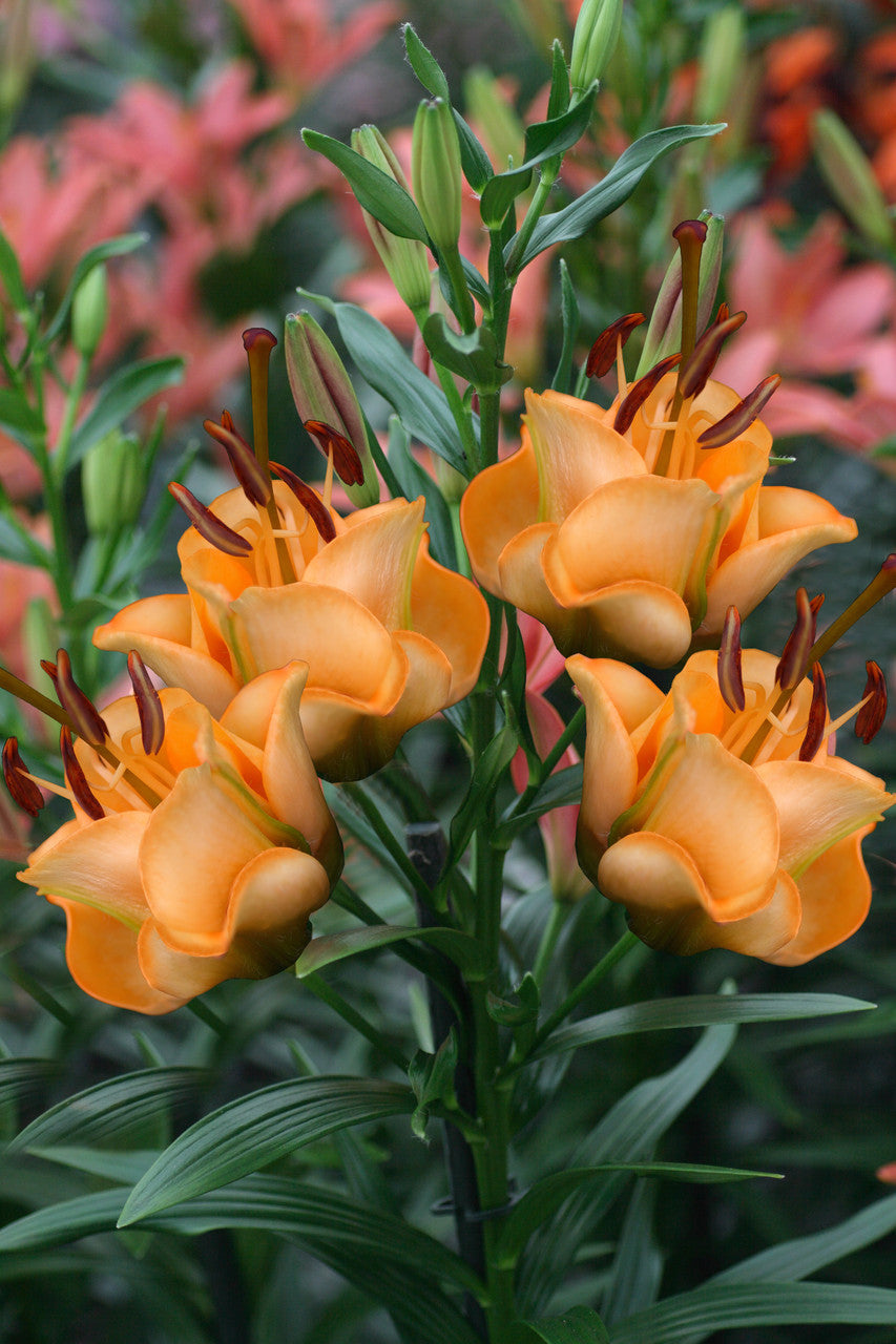 Lily LA Hybrid 'Apricot Fudge' – Romence Gardens & Greenhouses