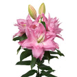 Lily Rose Lily™ 'Editha'