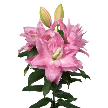 Lily Rose Lily™ 'Editha'