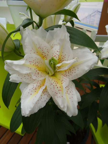 white spotted lily Lily Oriental Rose Lily™ 'Sita' – Romence Gardens & Greenhouses