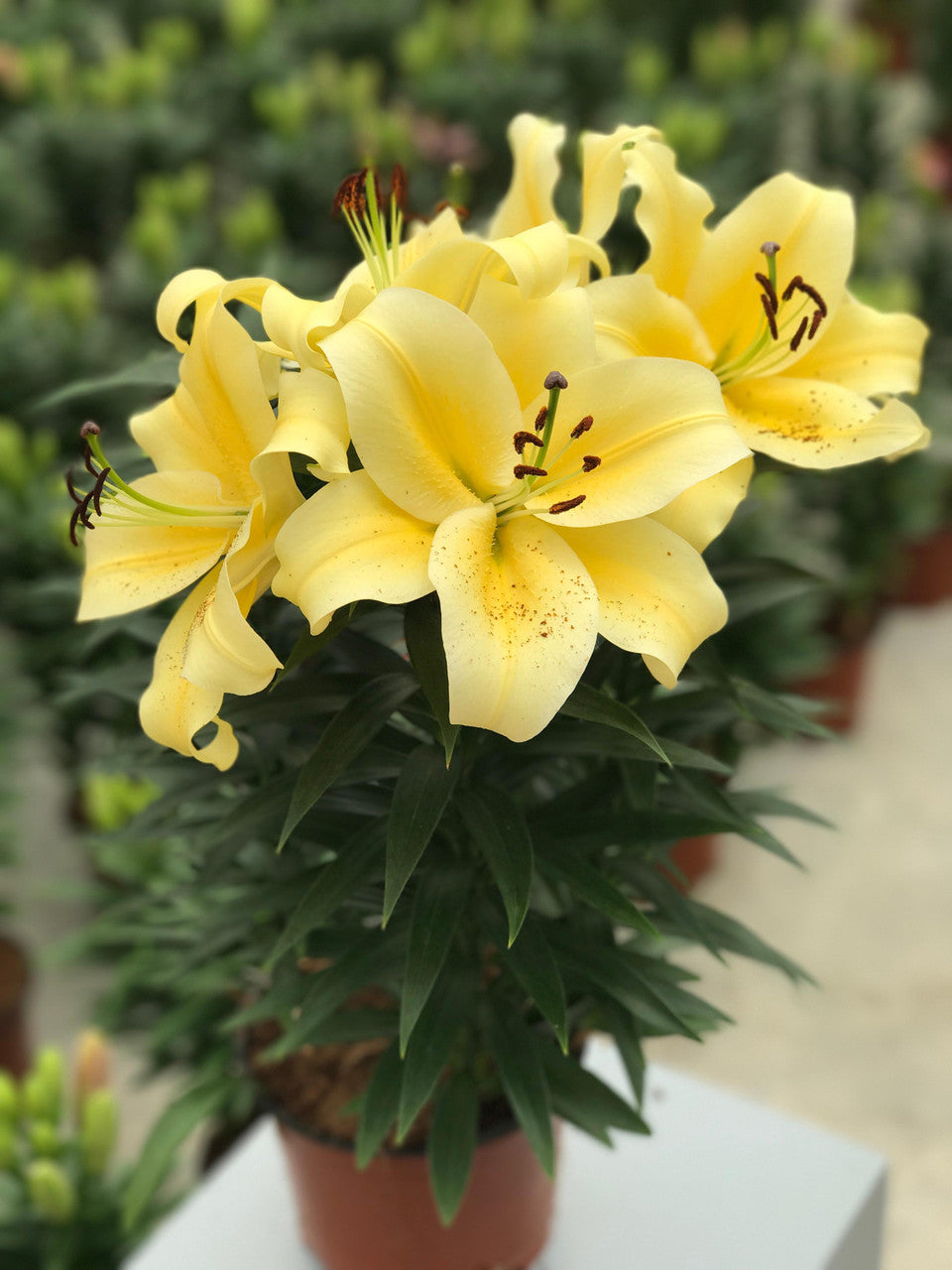 Lily Oriental Lily Looks™ 'Sunny Bliss'