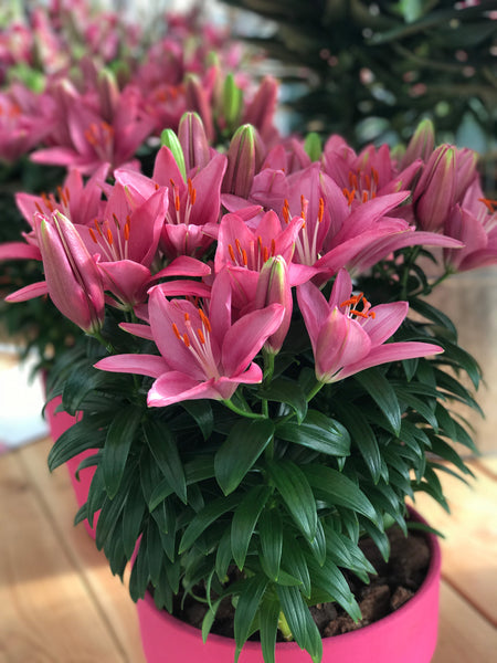 asiatic lily tiny skyline Lily Asiatic Lily Looks™ 'Tiny Pearl' – Romence Gardens & Greenhouses