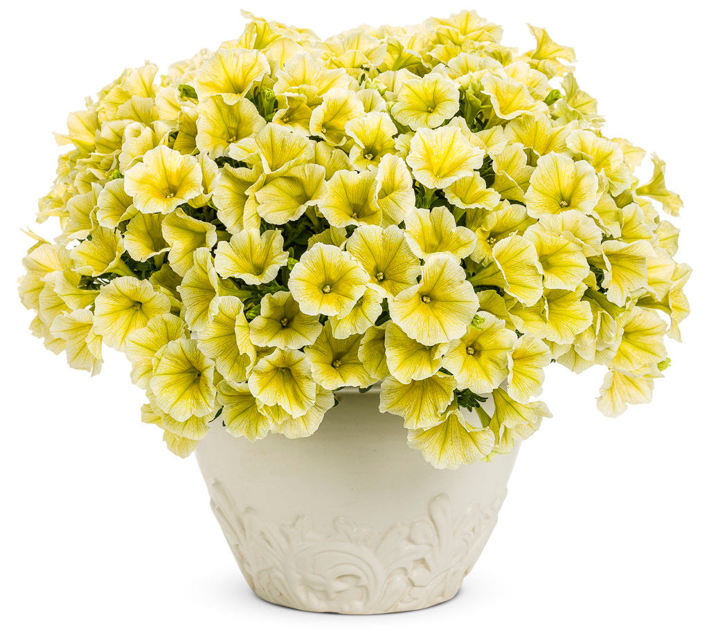 Petunia hybrid 'Supertunia® Limoncello®' in decorative pot