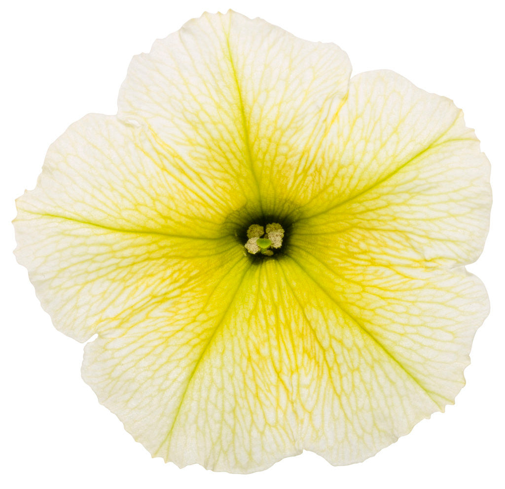 Petunia hybrid 'Supertunia® Limoncello®' flower