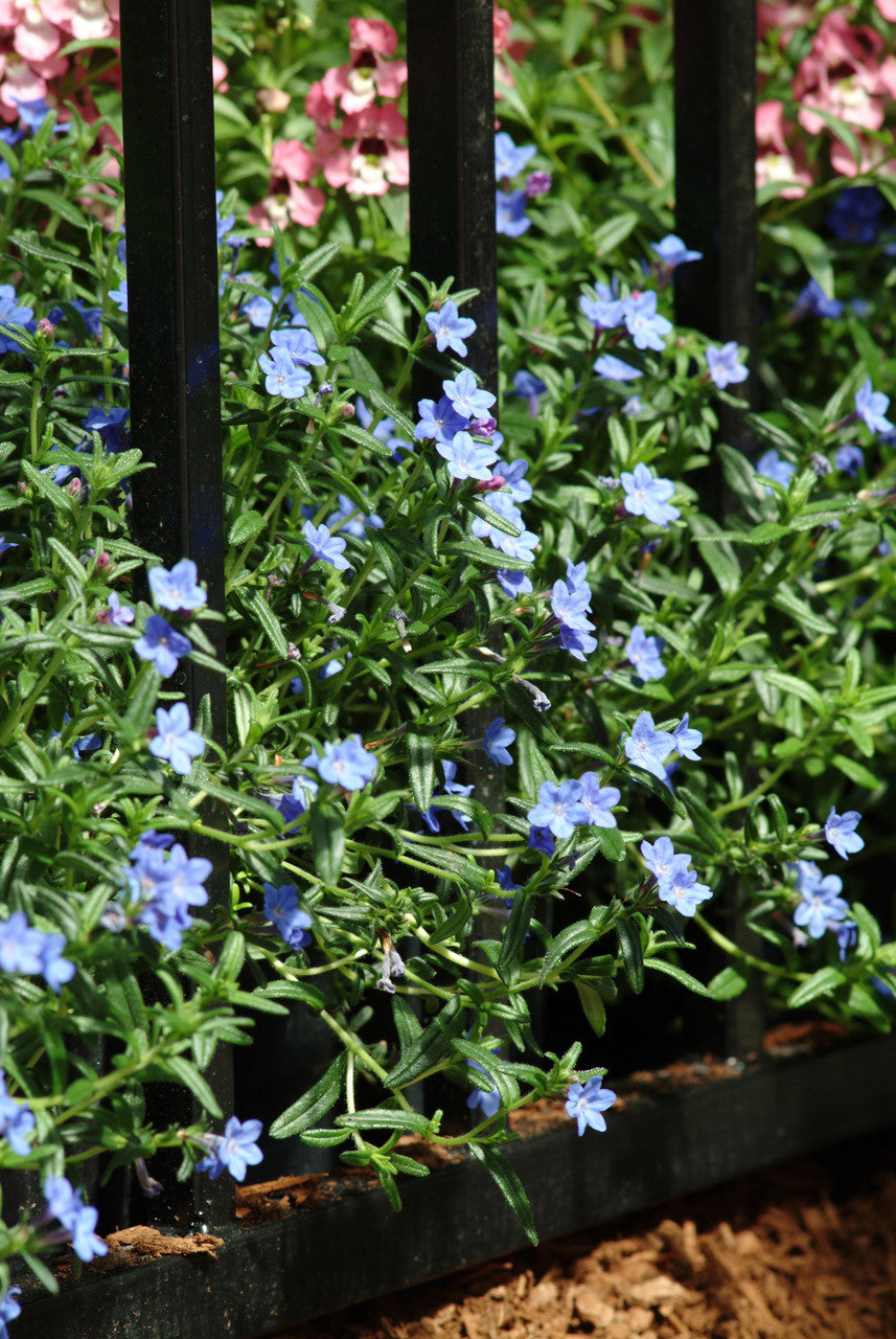 Lithodora diffusa 'Grace Ward'