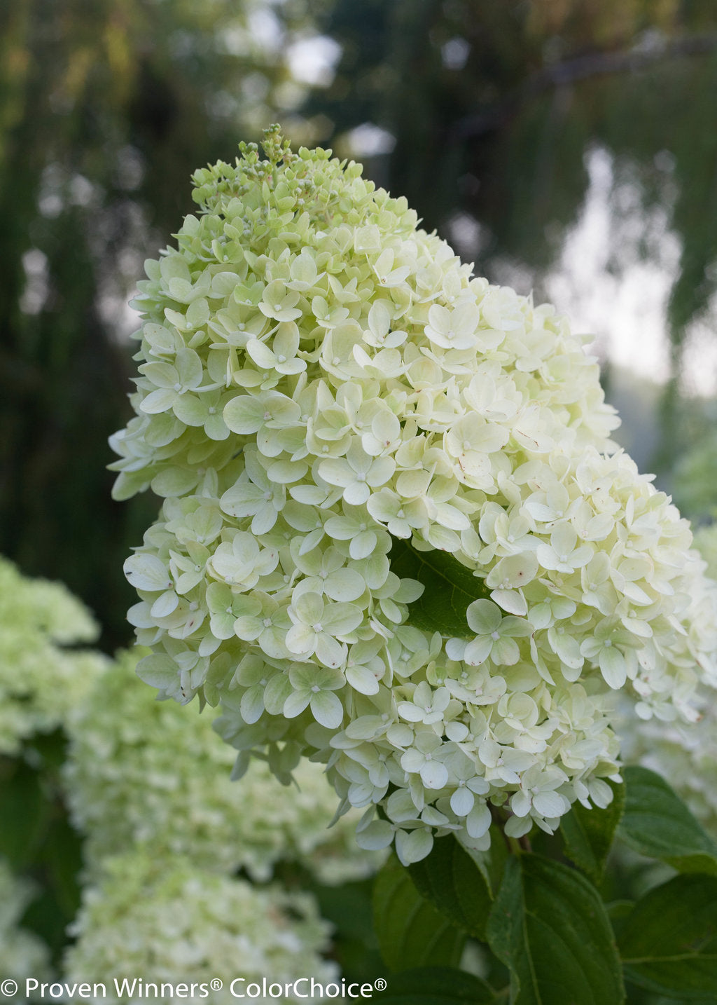 Hydrangea paniculata 'Little Lime®'